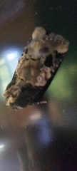 Hampsonodes confisa