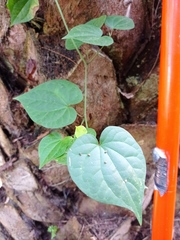 Piper guazacapanense