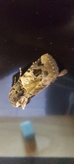 Hampsonodes confisa