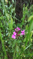 Epidendrum jamiesonis