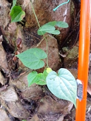 Piper guazacapanense