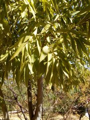 Fraxinus uhdei