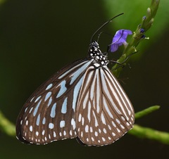 Ideopsis vulgaris macrina