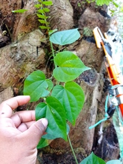 Piper guazacapanense