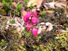 Daboecia azorica