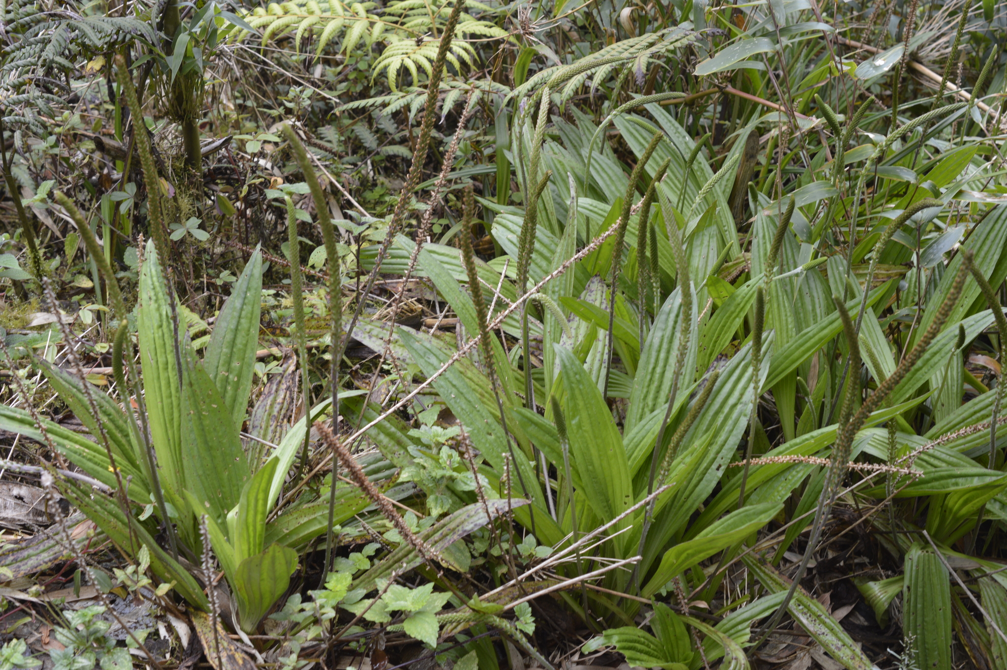 Plantago australis image