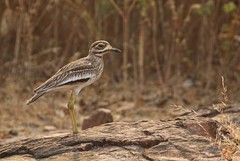 Burhinus indicus