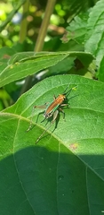 Phylloscyrtus