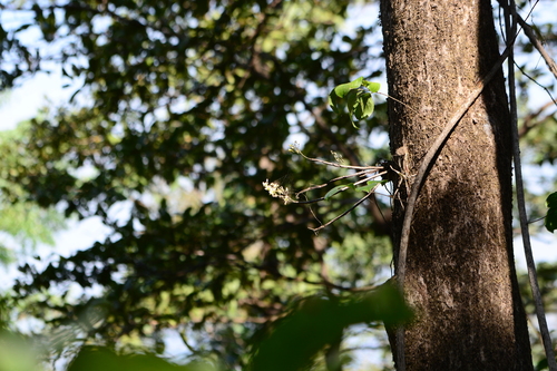 Image of Dendrobium ovatum by no rights reserved
