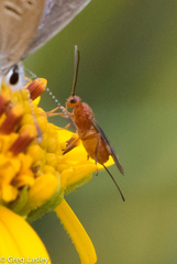Braconinae