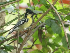 Machlolophus aplonotus