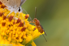 Braconinae