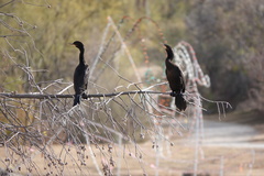 Nannopterum brasilianum