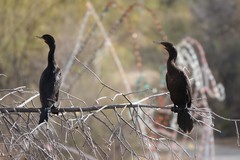 Nannopterum brasilianum