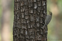 Phylloscopus griseolus