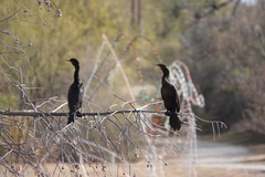 Nannopterum brasilianum