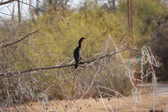 Nannopterum brasilianum