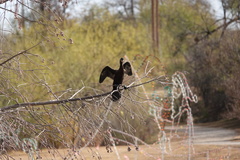Nannopterum brasilianum
