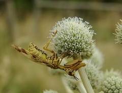 Paramantispa decorata