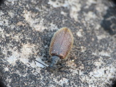 Lagria grenieri