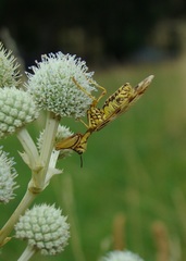 Paramantispa decorata