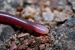 Indotyphlops albiceps