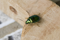 Colaspis laeta