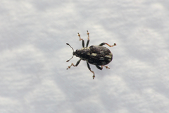 Rhinoncus perpendicularis