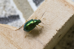 Colaspis laeta