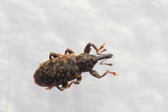 Dorytomus taeniatus