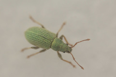 Phyllobius virideaeris