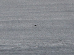 Corvus brachyrhynchos caurinus