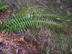 Polystichum × maderense