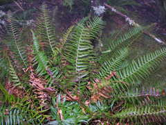 Polystichum × maderense