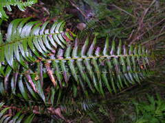 Polystichum × maderense
