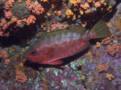 Heteropriacanthus carolinus