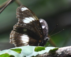 Hypolimnas bolina bolina