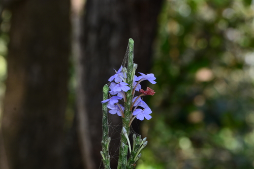 Image of Eranthemum roseum by no rights reserved