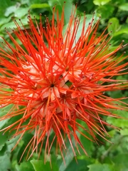 Combretum constrictum