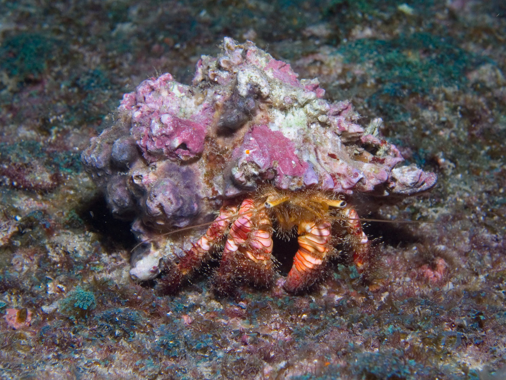 Cangrejo ermitaño rosa (Crustáceos de Bahía Solano) · iNaturalist