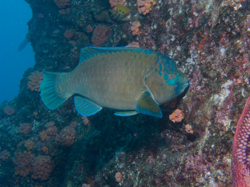 Bumphead Parrotfish