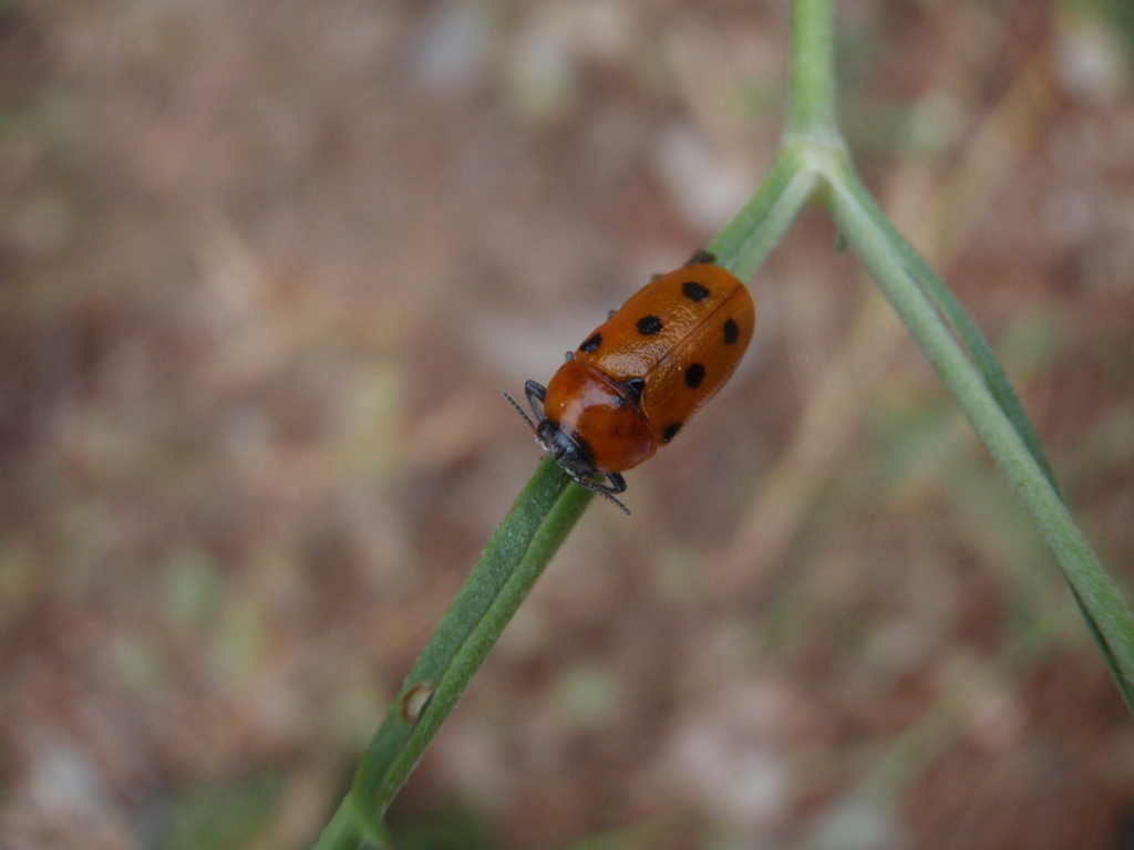 Tituboea biguttata