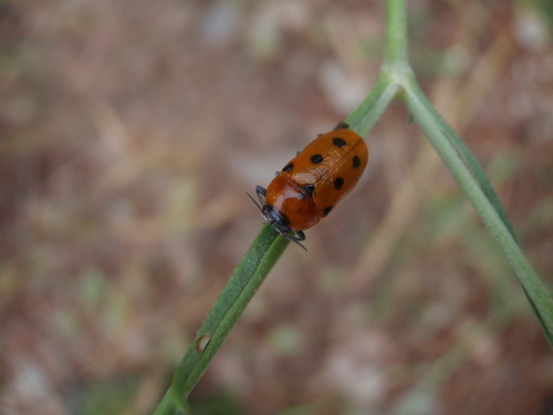 Tituboea biguttata
