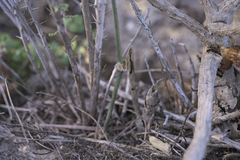 Pelargonium anethifolium
