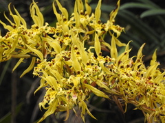Cyrtochilum pardinum