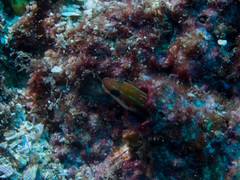 Plagiotremus azaleus