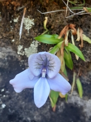 Disa longicornu