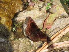 Gorgopas chlorocephala