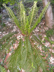 Polystichum × bicknellii