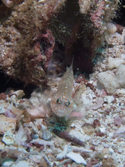 Coryphopterus urospilus